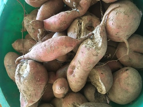 Damaged Sweet Potatoes