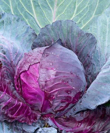 Red Cabbage