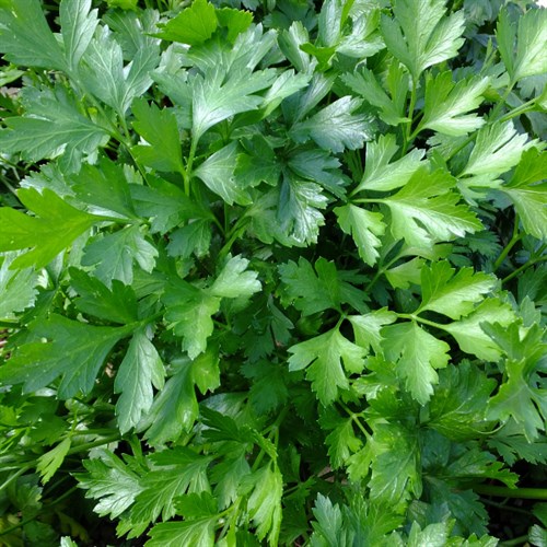 Parsley