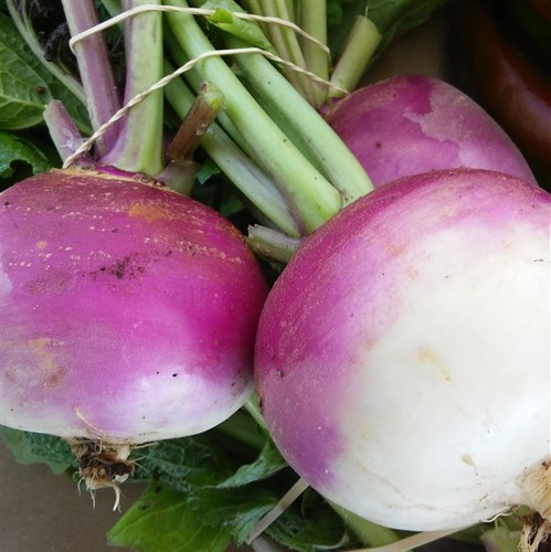 Purple-Top Turnips