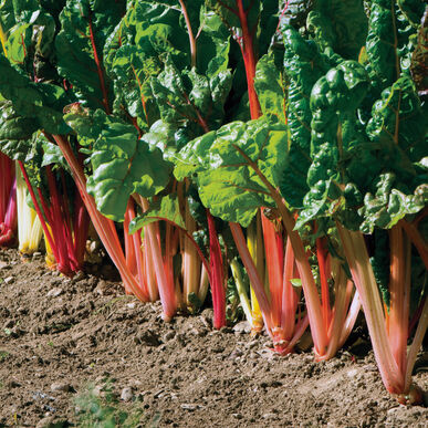 Swiss Chard Seedling