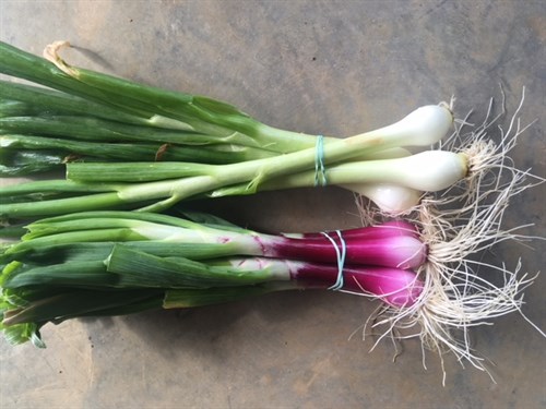 Amazing Spring Onions! Special-2 bunches