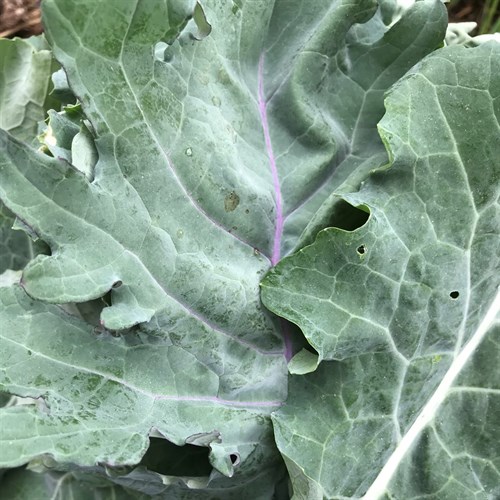 Kale Mix