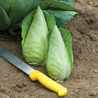Cabbage, Cone