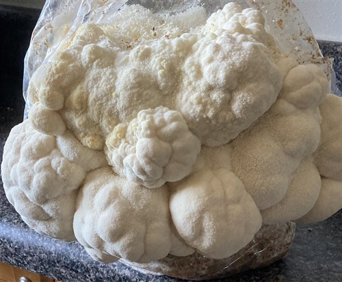 Lions mane Mushroom fruiting block