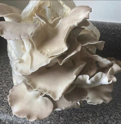 Blue oyster mushroom fruiting block