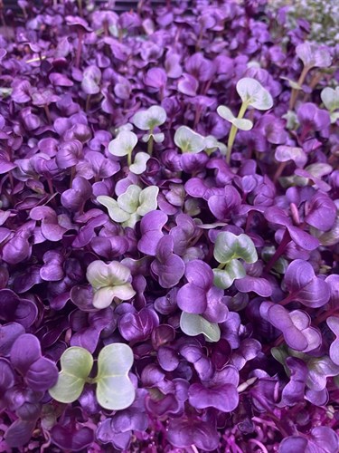 Purple Radish Microgreens