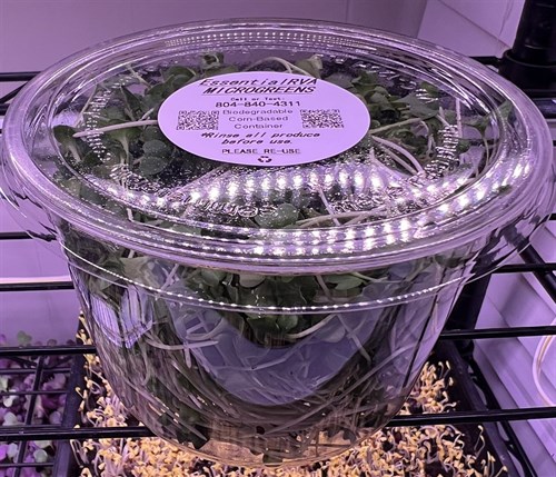 Broccoli Microgreens