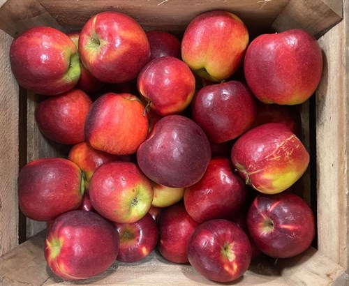 Apple- Crimson Crisp (BFM)