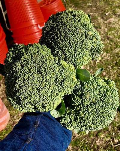 Food pantry, Broccoli