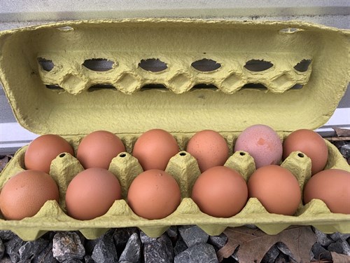 Eggs