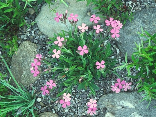 Native Plant: Silene caroliniana, "Wild Pink"