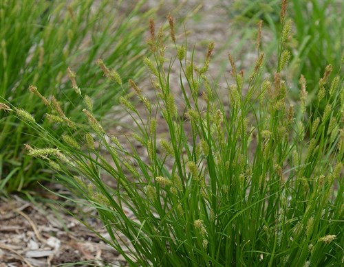 Native Plant: Cherokee Sedge