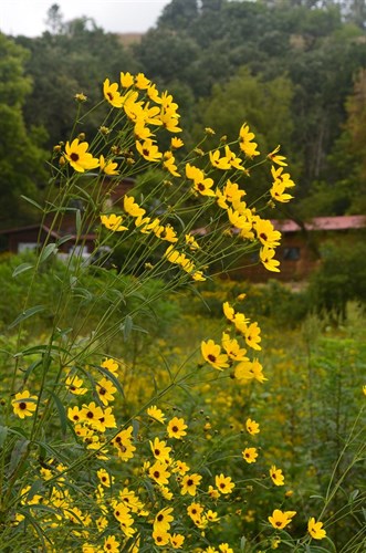 Native Plant: Coreopsis tripteris, Tall coreopsis