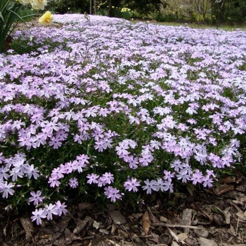 Native Plant: Creeping Phlox 'Emerald Blue'