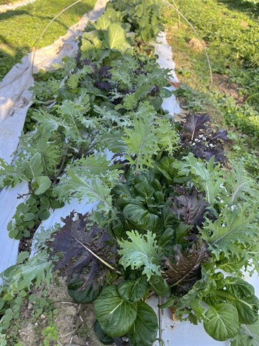 Food pantry, braising greens