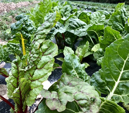 Food pantry only, Swiss chard