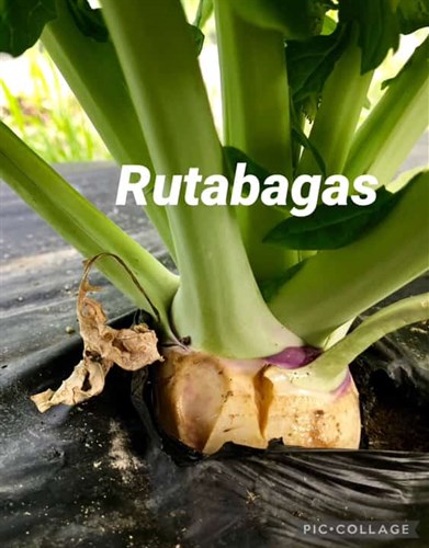 Food pantry sales only, Rutabagas