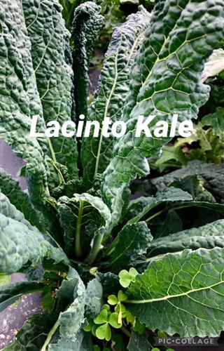 Food pantry sales only, Kale - Lacinato