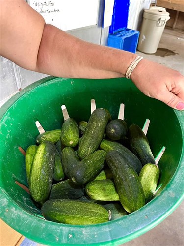 Food pantry only, pickling Cucumber