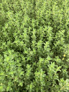 Thyme