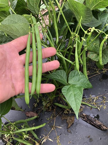 Food Pantry Only, Green beans