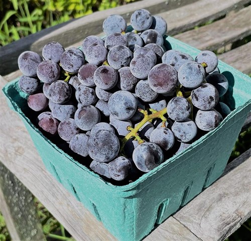 Concord Grapes