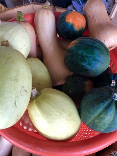 Food pantry only, acorn squash