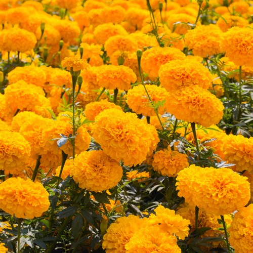Marigolds