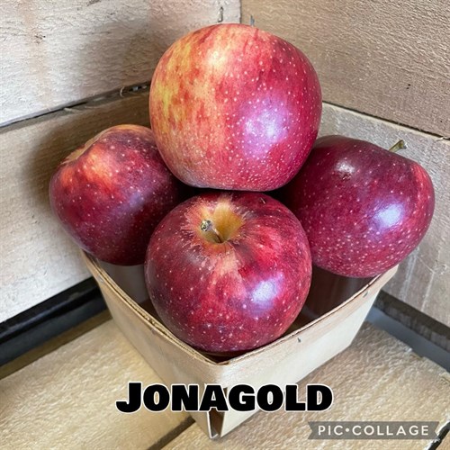 Apple: JonaGold