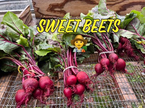 Food pantry, beet