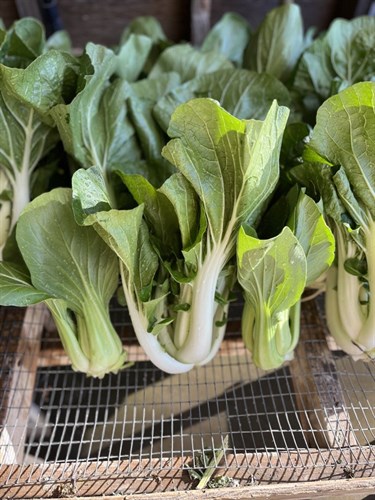 Bok Choi