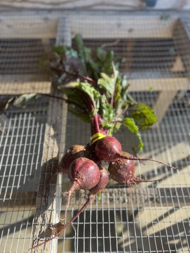 Red Beets- Bunched