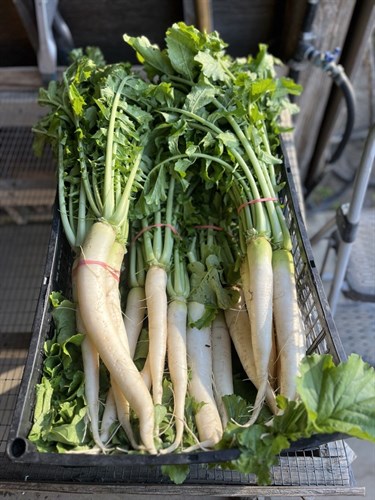 Daikon Bunch