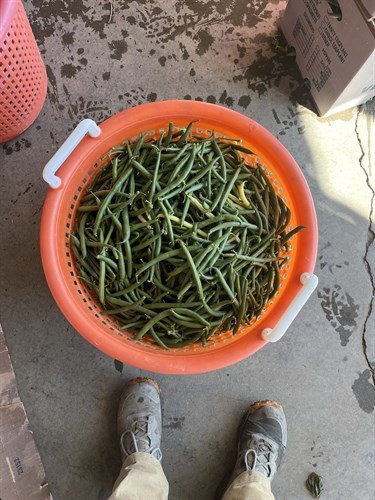 Green Beans