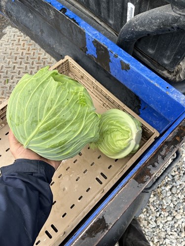 Green Head Cabbage