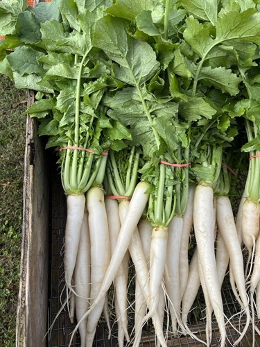 Daikon Root