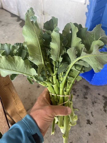 Broccolini