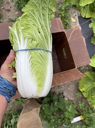 Green Napa Cabbage