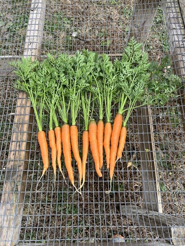 Carrot bunch!