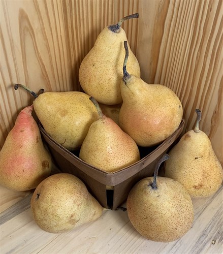 Pear: Harrow Sweet