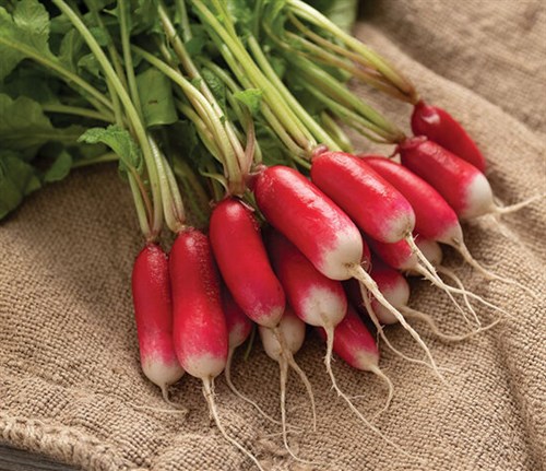 Radish, French Breakfast