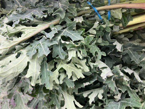 White Russian Kale