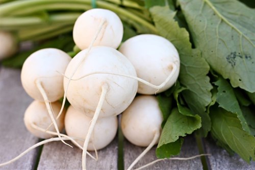 Hakurei Turnips