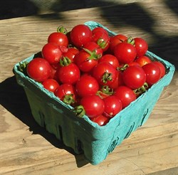 Plants - Tomato 'Cherry Bomb'