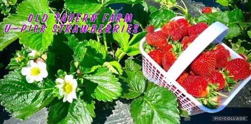 Strawberries