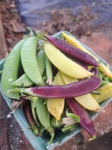 Sugar Snap Peas