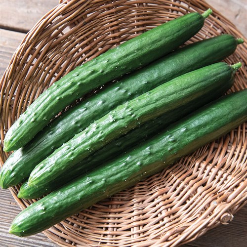 Cucumber, Shinktokiwa