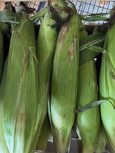 Food Pantry Only, Sweet Corn