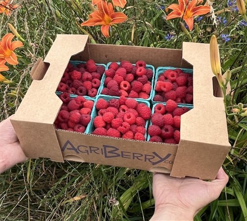 Berries: Red Raspberries - 6pk